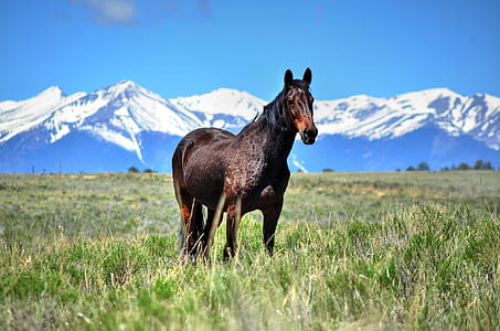 brown horse standing thumbnail