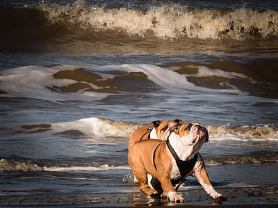 two bulldogs near shoreline thumbnail