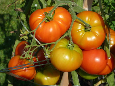 bunch of orange and yellow tomatoes thumbnail