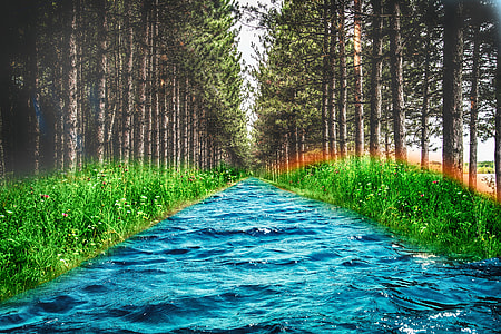 photography of body of water between green plants and trees thumbnail
