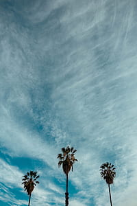 green trees under blue sky thumbnail