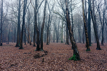 Fog in woods thumbnail