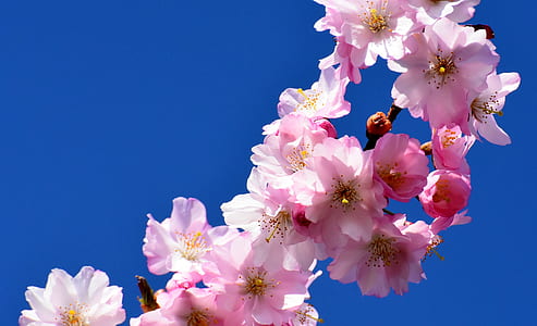 selective focus photography of pink petaled flowers thumbnail