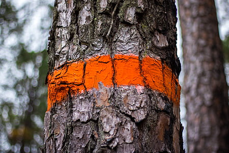 selective focus photo of orange mark on tree thumbnail