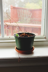 green flower vase beside window thumbnail