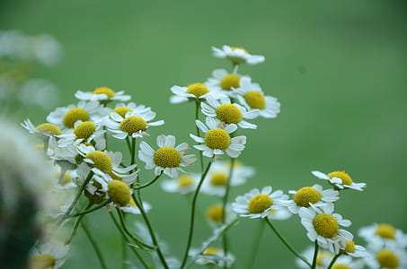 nature, flowers, garden, petals thumbnail