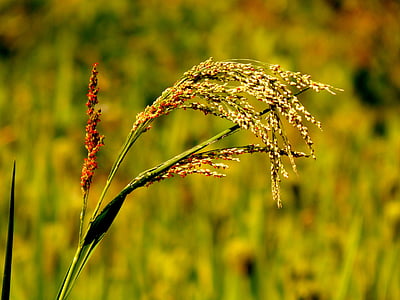 green plant shallow focus photography thumbnail