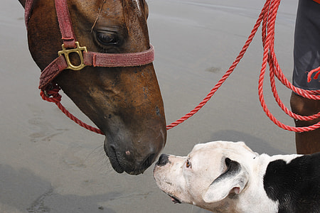 brown horse and short-coated white dog thumbnail