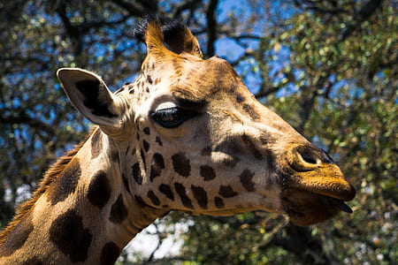 selective focus photography of brown giraffe thumbnail