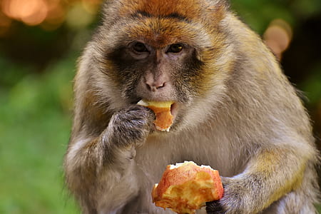 brown monkey eating fruit thumbnail