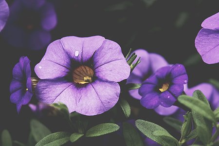 closeup photography of purple petunia flowers thumbnail