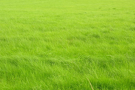 green grass field thumbnail