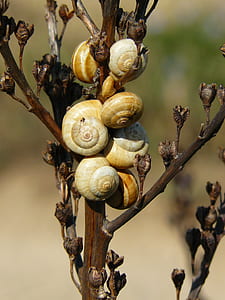 snails attached on plant thumbnail