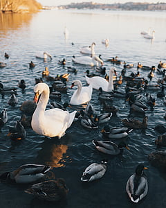 brood of ducks scattered on body of water thumbnail