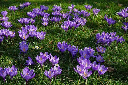 purple flower on green grass field thumbnail
