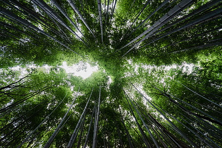 low angle photography of bamboo trees thumbnail