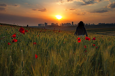 red common poppy flower field thumbnail