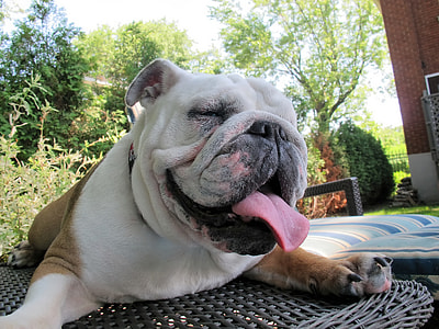 Droopy Bulldog with tongue out thumbnail