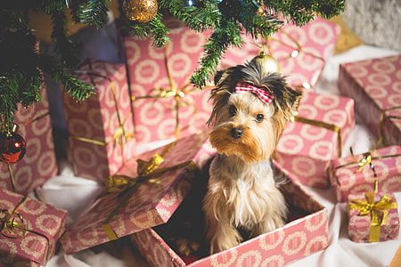 Cute Puppy as a Christmas Present Surprise thumbnail
