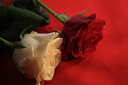 red and white rose thumbnail