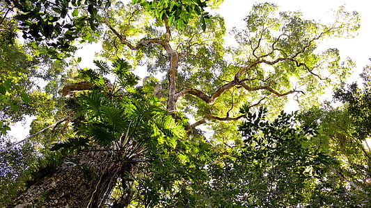 Low Angle Photography of Tall Tree during Daytime thumbnail