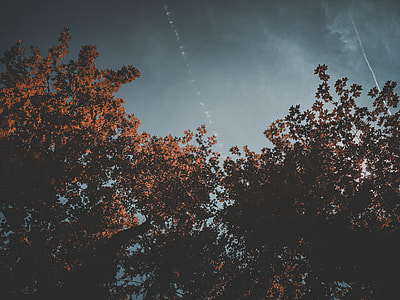 brown trees thumbnail