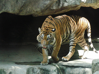 Indonesian Tiger, Predator thumbnail