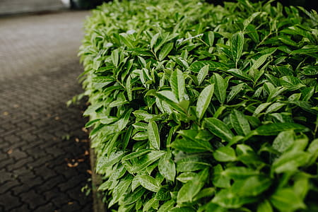 Municipal greenery thumbnail