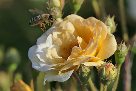 selective focus photo of bee on top of flower thumbnail