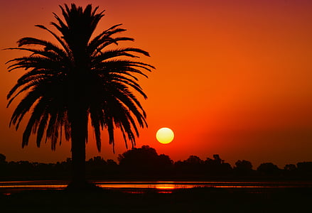 silhouette of tree near body of water thumbnail
