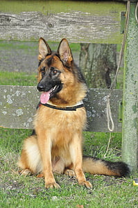 adult tan and black German shepherd near fence thumbnail