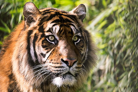 wildlife photography of Bengal tiger thumbnail