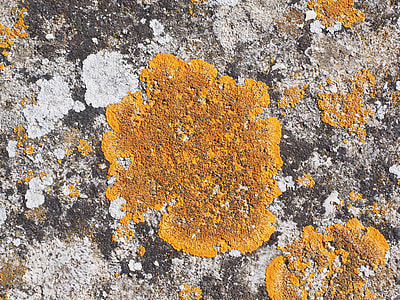 Lichen, Ordinary Gelbflechte thumbnail