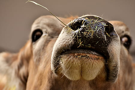 closeup photo of brown goat's mouth thumbnail