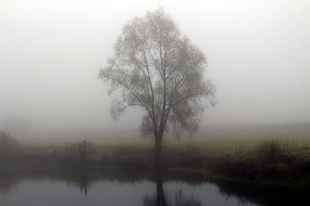 green tree reflecting on body of water during cloudy day thumbnail