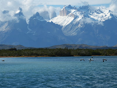 black birds flying above body of water thumbnail