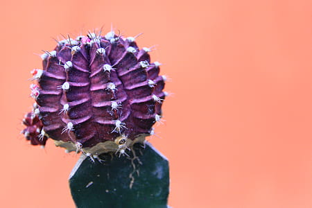 Close-up Photo Of Purple Cactus thumbnail