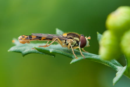 yellow and brown dragonfly on green leaf photography thumbnail