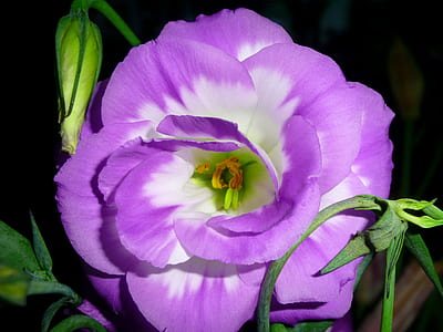 purple and white lisianthus flower in bloom close-up photography thumbnail