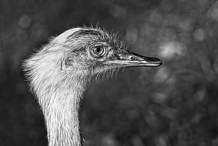 grayscale photography of ostrich thumbnail