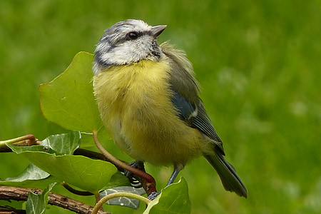shallow focus photography of yellow and gray bird thumbnail
