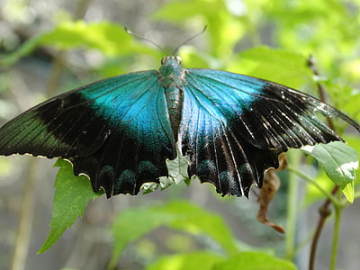 selective focus photography of blue and black butterfly perching on green leaf thumbnail