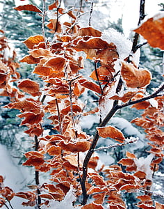 leaves covered with snow thumbnail