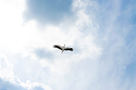 sky, bird, flying, blue thumbnail