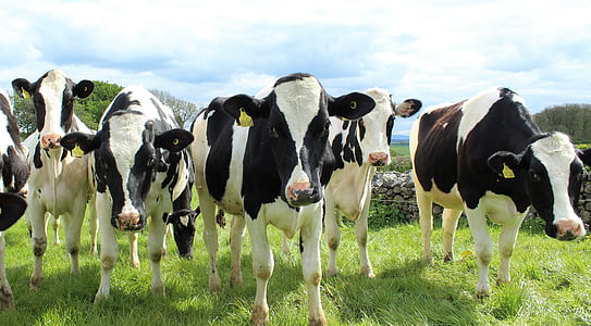 five white and black cattle thumbnail