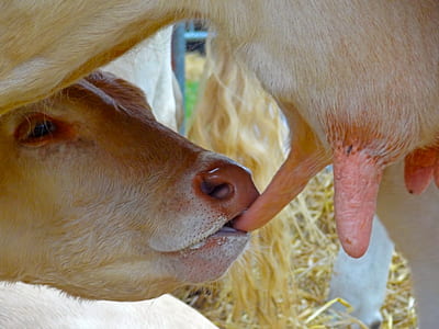 white goat drinking milk thumbnail