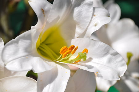 white lilies selective-focus photo thumbnail
