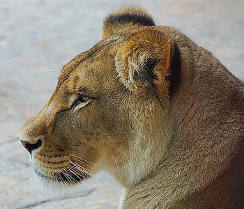 brown lioness on gray surface thumbnail