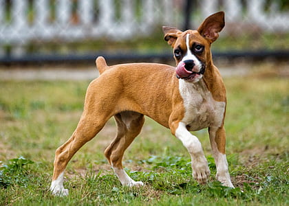 brown and white boxer puppy on green grass field at daytime selective focus photography thumbnail