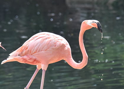 selective focus photography of pink flamingo thumbnail